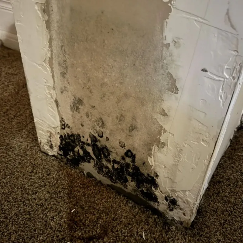 Professional Mold Removal in Pierceton, IN